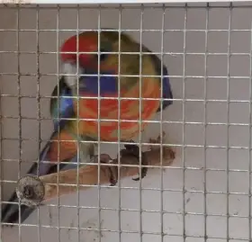 Prodám příp. vyměním