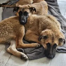 Štěňata (4,5 měsíce) kříženci belgického ovčáka malinois z Řecka