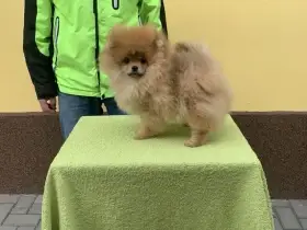 Pomeranian