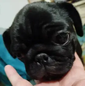 Mops s PP