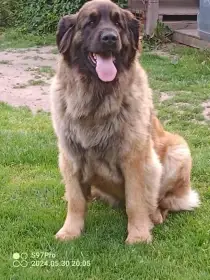 Leonberger štěňata s PP