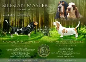 Basset Hound