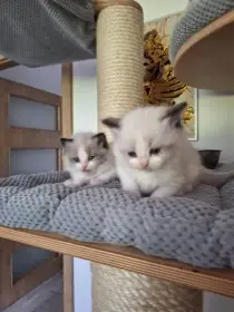 Koťátka Ragdoll