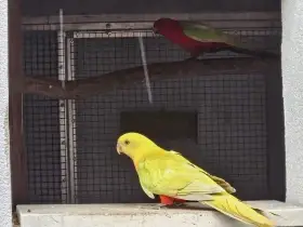 Predam papagaj kralovský zlty a kakadu ružové lutino,stepaky,