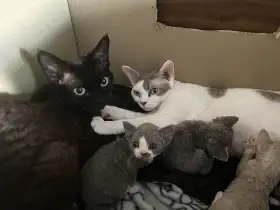 Koťátka Devon Rex s PP hledají nový skvělý domov