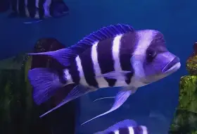 Tanganyika