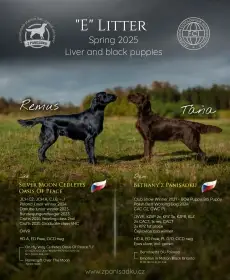Štěňátka flat coated retrievera