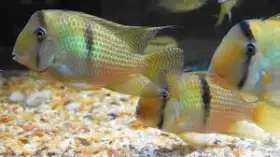 Guianacara dacrya