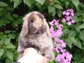 Kouzelná Miminka - Anglický Zakrslý Beránek MiniLop