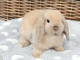 Kouzelná Miminka - Anglický Zakrslý Beránek MiniLop