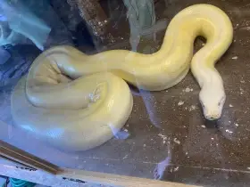 Krajta tmavá- albino granite