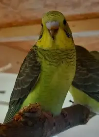 Andulky blackwings