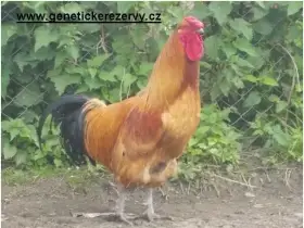 Šumavanka velká - kuřice