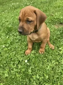 Štěňátka Rhodéského ridgebacka s PP