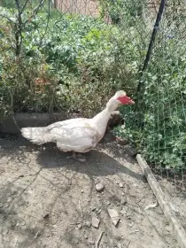 Prodám kačeny pižmové