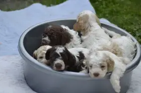 Lagotto Romagnolo s PP/ italský vodní pes/