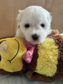 Albie Lužnický bavlníček hledá nový domov🐾