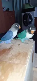 Agapornis škraboškový -mláďata k prodeji