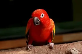 Red Factor
