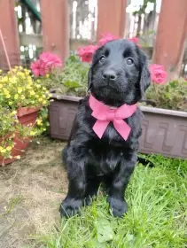 Flat coated retriever s PP - šteniatko