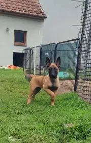 🐾 Belgický ovčák Malinois – 4 volní pejsci s PP 🐾