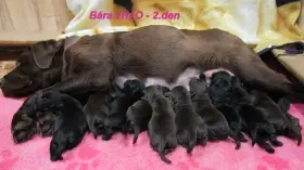 Labradorský retrívr