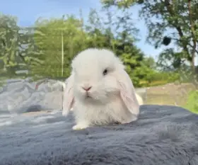 Minilop zakrslý králík