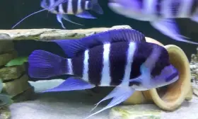 Frontosa / Gibberosa Blue Zaire