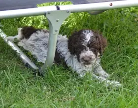 Lagotto Romagnolo s PP/ italský vodní pes/