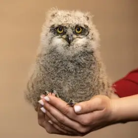 Výr africký - bubo africanus