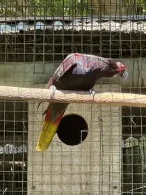 Lori černý sametový (insignis)