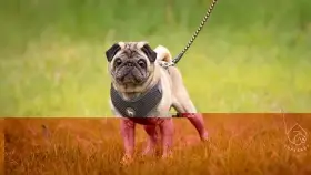 Theodor