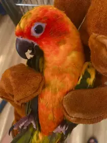 Aratinga sluneční