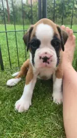 Štěňátka boxer s PP