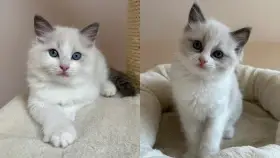 Koťata Ragdoll s PP