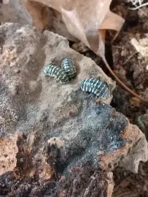 Stínky / Isopods