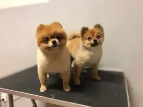 Dva pejsci pomeranian