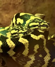 Mláďata pralesní krajty kobercové (Morelia spilota cheynei) 07/25