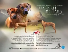 Rhodéský ridgeback štěňata s PP