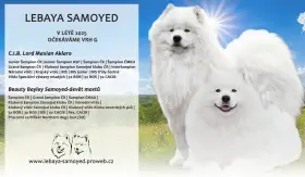 Štěňátko plemene samojed s PP fenka