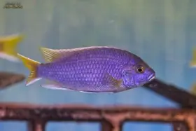 Malawi odchovy
