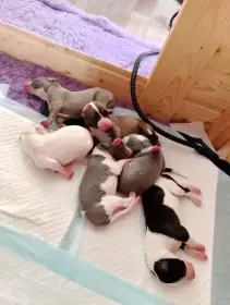 Narození vrhu „B“ chovatelské stanice whippetů Flying Falcon