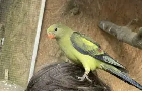 Pap.horský ,Barnard límcový,Kakariki