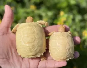 Albino sulcata tortoises for sale