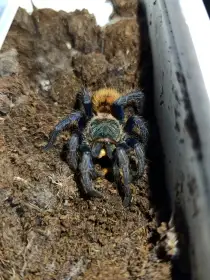 Ch. cyaneopubescens - samice, adult?
