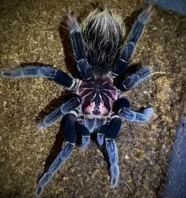 Aktuální nabídka (22.7) – b. simoroxigorum, x. immanis, g. pulchra...