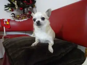 Nabízím dospělou fenu, typu čivava krátkosrstá.