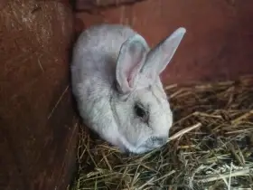 Chovní kralici