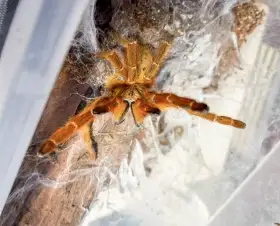 🔞 Pterinochilus Martinus RCF ☠️