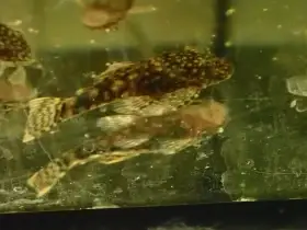 Ancistrus sp.